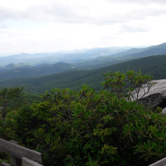 Meet your Posher, Savannah - Picture 3 of 4